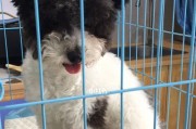 狗狗急性胃炎，如何防治？（了解胃炎症状，预防小技巧分享）