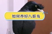 幼鸟八哥的食物选择与需求（探究幼鸟八哥喜欢吃什么食物的原因）
