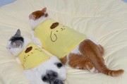 冬季养狗的正确穿衣方式（不要给狗狗过早穿衣，维护宠物健康）