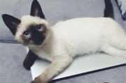 如何正确给暹罗猫美容？（从洗澡到修剪，宠物美容需要注意的细节。）