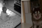 狗的预兆（狗的预测能力是真实的吗？一窥狗对地震的神秘感知）