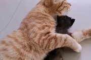 如何避免大猫生出小猫（避免“大猫产小猫”情况的方法）