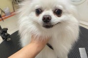 如何选择适合养博美犬的颜色？（从外貌到性格，探索不同颜色博美犬的特点）