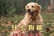 如何合理喂养三个月大的金毛？（金毛每餐应该吃多少狗粮？）