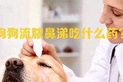 狗狗难受，这些药管用！（了解狗狗的常见不适以及合适的治疗方法）