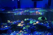 打造梦幻海底世界，你需要哪些设备？（海缸入门-设备篇，轻松养鱼无忧）