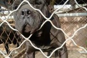 国内养卡斯罗犬的人越来越多（宠物爱好者对卡斯罗犬的青睐与选择）