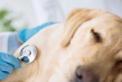 定期检查狗狗身体健康，让宠物健康快乐生活（狗狗身体健康必不可少，定期检查才是王道）