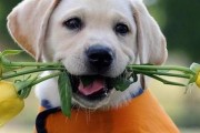 如何改掉攻击性幼犬的恶习（让你的宠物变成友善可爱的小伙伴）