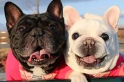 揭秘狗圈“狗生赢家”之最高身价犬五种（探寻犬界最具价值的五大品种，你知道吗？）