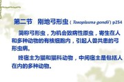 弓形虫感染疾病及其防治方法（揭开弓形虫的面纱，保护健康生活）