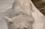 宠物狗的睡眠习惯与保健（探究狗狗的睡眠特点，助您更好地照顾宠物）
