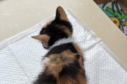 狗狗发烧该怎么办？（选择合适的药物帮助狗狗退烧）