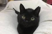 家庭中不适宜养黑猫的原因（黑猫在家庭中的潜在问题及解决方案）