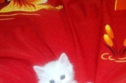 如何鉴别刚出生的狗猫性别？（宠物爱好者必知的技能！）