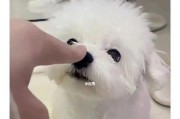 带回家的比熊幼犬——注意事项（如何照顾你的新宠物）