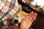 怎样让宠物柴犬喜欢喝水？（打破“喝水恐惧症”的健康秘诀）