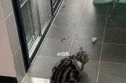 猫咪坠楼7楼（保护你的爱猫，让它们远离危险。）