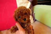 泰迪犬打疫苗过敏，如何处理？（以宠物为主，必看的处理方式！）