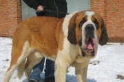 五步轻松为圣伯纳犬洗澡（宠物养护技巧，养好你的大狗狗）