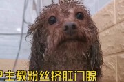 狗狗患肛门腺炎该怎么办？（探究肛门腺炎的症状、治疗与预防）