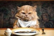 猫的食欲不振是怎么回事？（宠物猫食欲不振的症状、原因及解决方法）