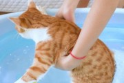 如何正确给你的猫咪洗澡（宠物护理必备技巧，打造干净健康的猫咪生活）