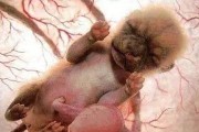狗狗怀孕时拉稀该怎么办？（以宠物为主，如何帮助狗狗度过困境）