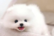 狗狗奶水不足？这些方法可帮助补充！（宠物爱好者必看，营养补给从这里开始）