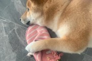 狗狗情况大揭秘——为何狗狗不能安静？（探究五种状况，让你的宠物更健康快乐）