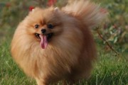 追寻玩赏犬的乐趣（了解适合家庭饲养的玩赏犬品种）