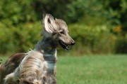 如何训练你的田野猎犬（以宠物为主，让你的猎犬成为绝佳的狩猎伴侣）
