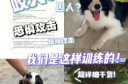 狗狗攻击行为必须纠正！（宠物攻击行为可能带来的后果与纠正方法）