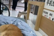 揭秘柯基狗狗睡眠习惯（了解柯基狗狗的睡眠需求，让你的宠物健康快乐）