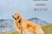 博美犬偏瘦的原因及如何增加体重（了解博美犬偏瘦的原因以及提供健康增重方法）