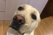 狗狗耳朵往外翻是怎么了？（探究狗狗耳朵外翻的原因、治疗和预防方法）
