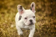 法国斗牛犬的体味问题（了解原因，有效解决）