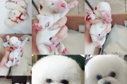 秋冬比熊毛发护理指南（宠物比熊的毛发护理应该注意什么？）
