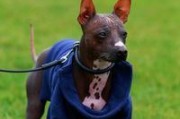 墨西哥无毛犬的全面饲养指南（宠物狗犬爱好者必读）