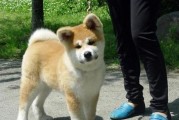 如何选择一只优秀的秋田犬？
