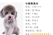 贵宾犬繁殖禁忌（了解贵宾犬的繁殖限制，做负责任的宠物爱好者）