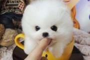 茶杯犬感冒的症状与治疗方法详解（以宠物为主，帮助你更好地了解你的小狗）