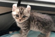 3斤猫咪是否已经成年了？（探究小型猫咪成年标准及其养护方法）