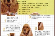 泰迪犬的寿命究竟有多长？（探讨泰迪犬的寿命因素及延长方法）