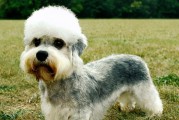 如何合理喂养挪威猎犬幼犬期？