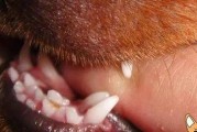 如何护理蝴蝶犬的口腔（从清洁到预防，让你的宠物口腔健康无忧）
