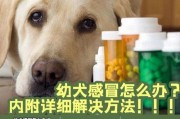 狗感冒了吃什么药？（解读狗感冒的药物选择和用法）