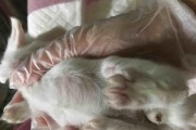 兔子尿的异味之谜（揭秘兔子尿液的奇特气味，探寻背后的原因和解决办法）