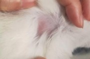 以猫外驱后多久能洗澡？（了解猫外驱的作用与洗澡等待时间）