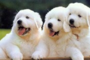 如何减少大白熊犬掉毛？（宠物主人必读的减毛技巧）
